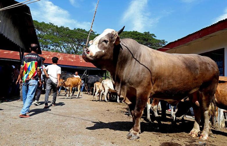 دیدنی های امروز؛ از جشنواره مرکبات تا دعا برای سلامتی پاپ بازار احشام در آچه اندونزی
