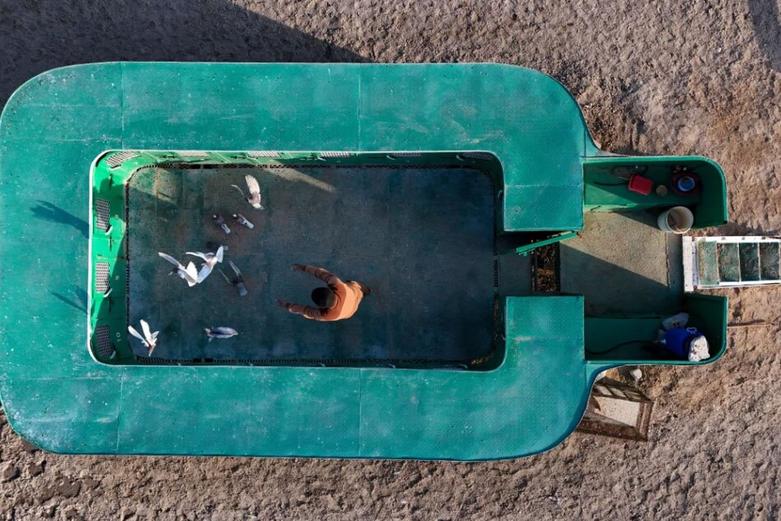 رها کردن پرندگان از قفس