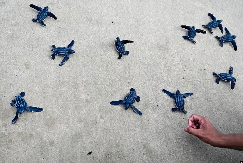 رها کردن لاک پشت های دریایی