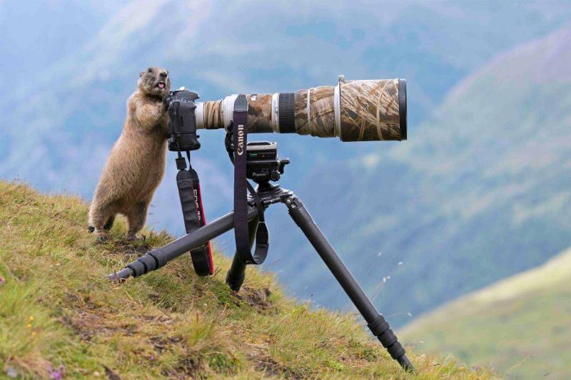 عکاسی حیوانات