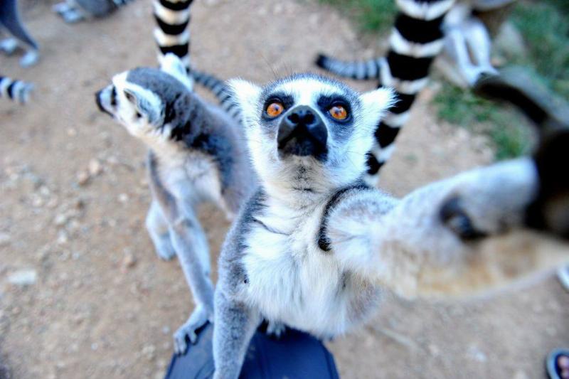 عکاسی حیوانات