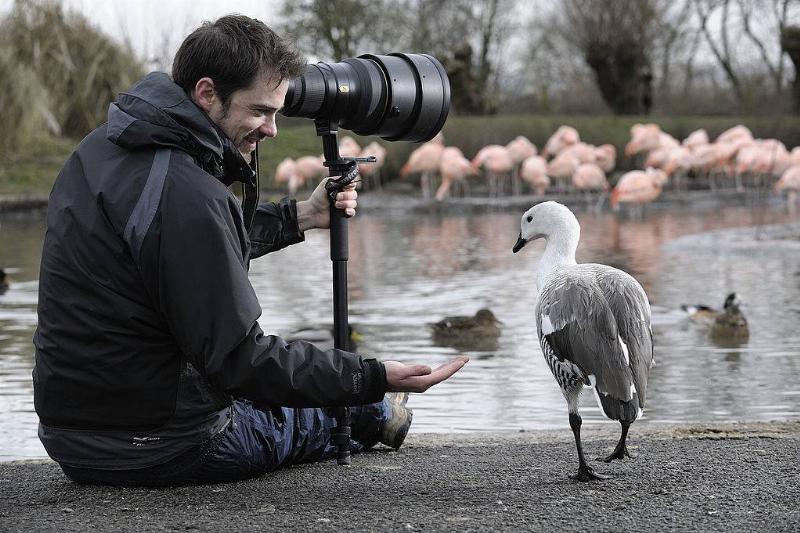 عکاسی حیوانات