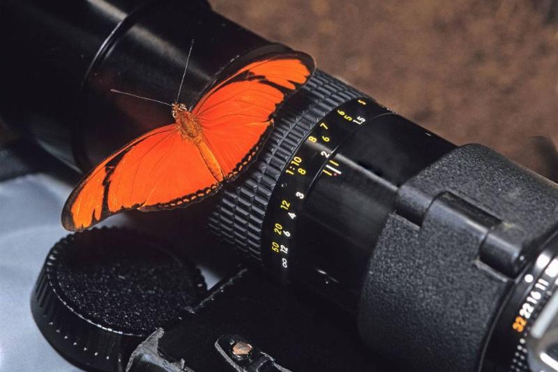 عکاسی حیوانات