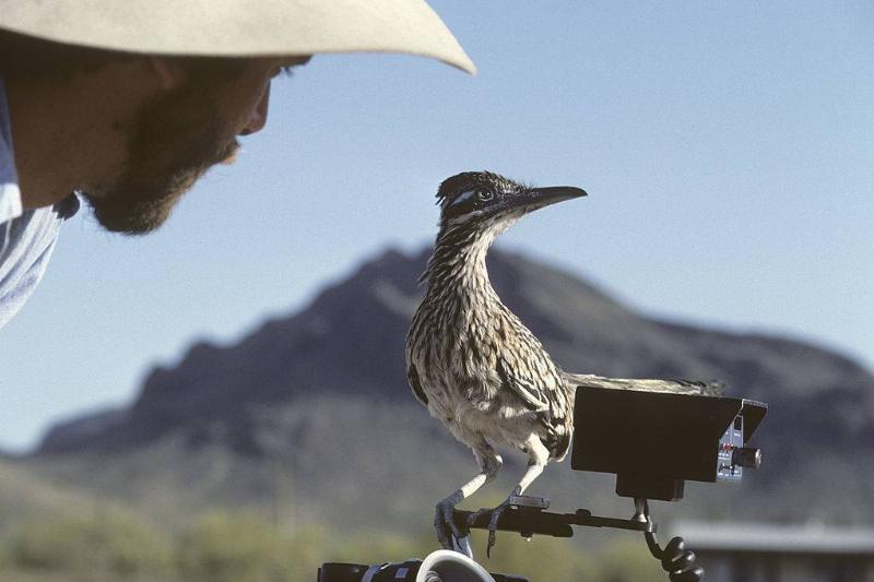 عکاسی حیوانات