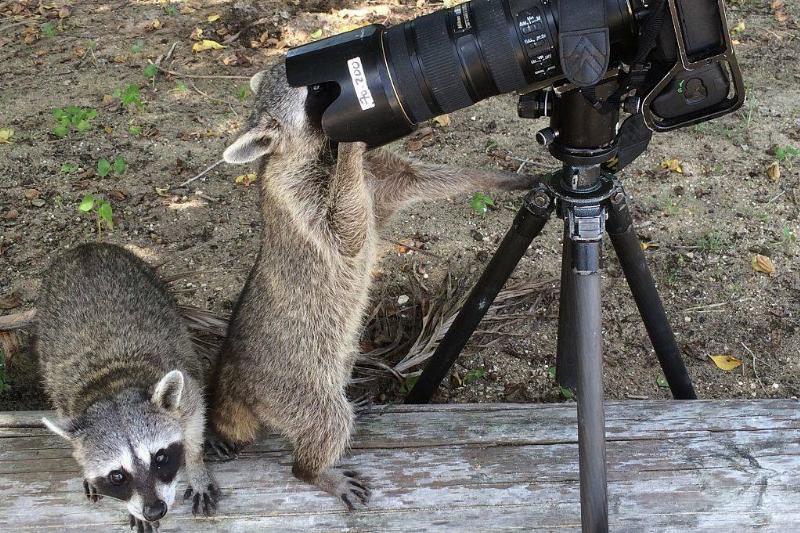 عکاسی حیوانات