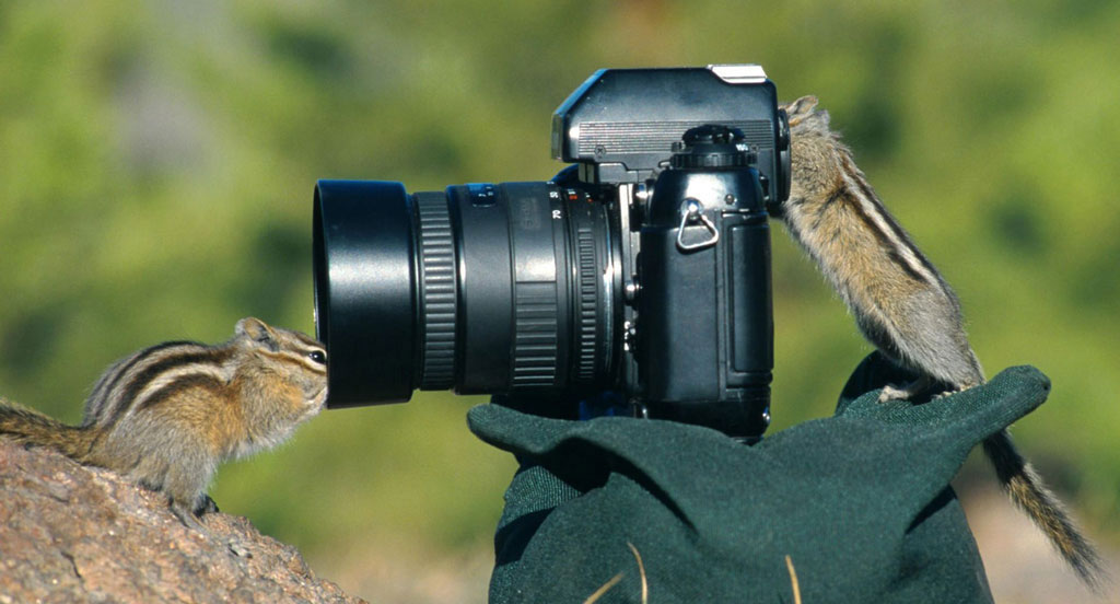 عکاسی حیوانات