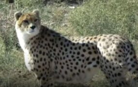 ابهام در جنسیت یوز پنج ساله توران