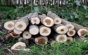 ترفند تازه سارقان برای دزدی چوب درختان