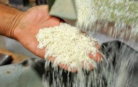 توزیع برنج