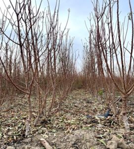 با خرید نهال میلیاردر شدن را با ما تجربه کنید