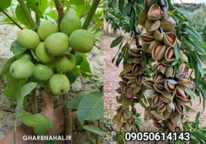 اخرین فرصت خرید نهال با چک صیادی معتبر نهال بادام وگردو دیرگل
