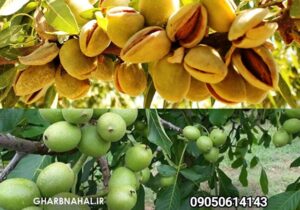 اخرین فرصت خرید نهال با چک صیادی معتبر نهال بادام وگردو دیرگل