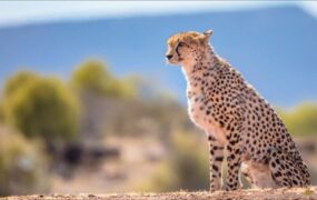 پلنگ در پارک ملی توران