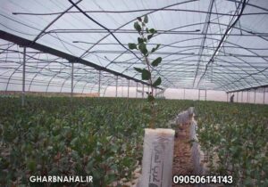 اخرین فرصت خرید نهال با چک صیادی معتبر نهال بادام وگردو دیرگل