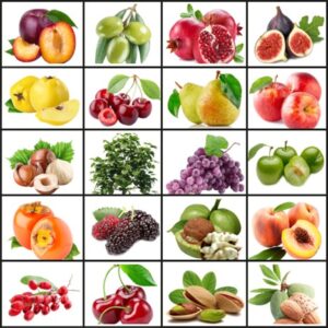 با خرید نهال میلیاردر شدن را با ما تجربه کنید