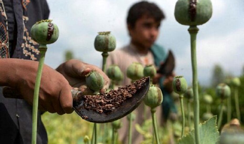پلیس فروش خشخاش و شاهدانه