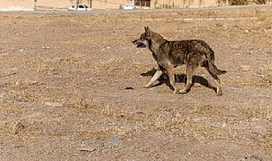 ورود گرگ به یک منزل مسکونی در خوی