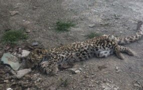 کشف لاشه پلنگ پارک ملی گلستان