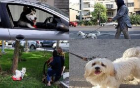 گرایش به نگهداری حیوانات به جای فرزند