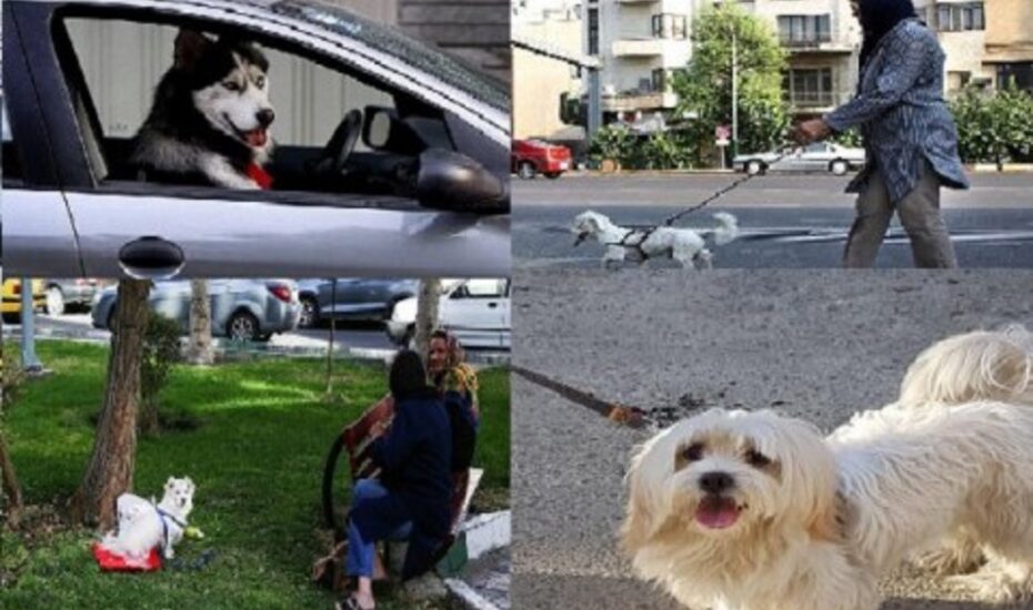 گرایش به نگهداری حیوانات به جای فرزند