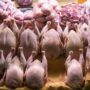 گوشت