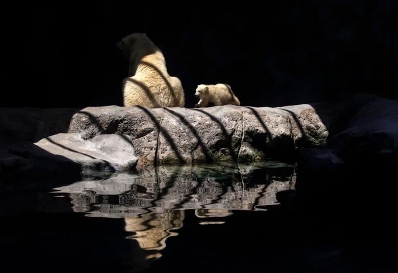 نخستین توله خرس قطبی متولد شده در قاره آمریکای لاتین