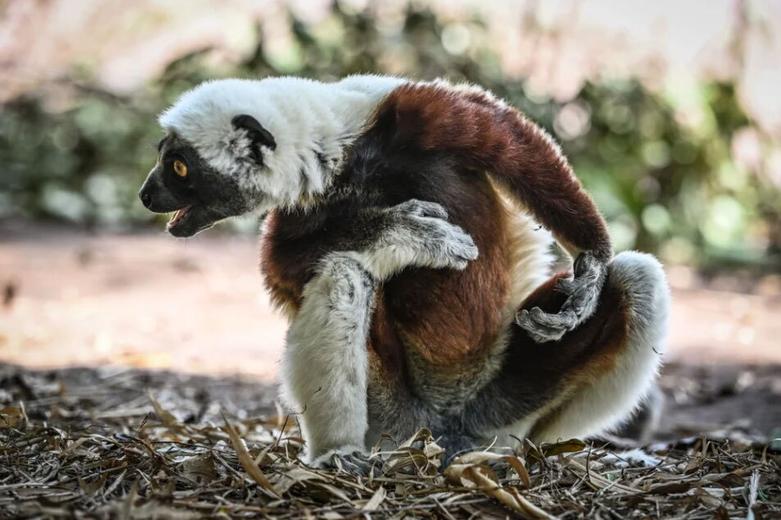 دیدنی های امروز؛ از حال و هوای رمضانی غزه تا اختتامیه کارناوال ونیز پارک "لمورها" در ماداگاسکار