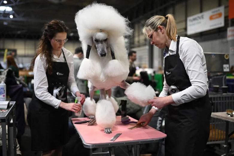 شو سگ ها در بیرمنگام