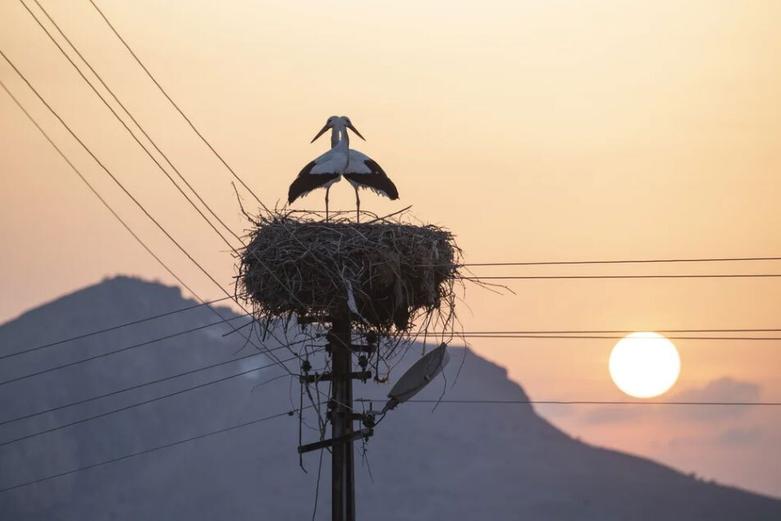 لانه سازی پلیکان ها روی یک تیر برق