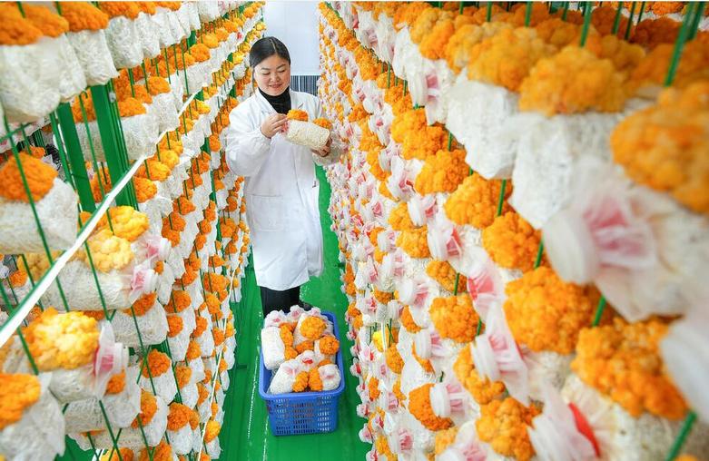 یک کارگر چینی قارچ های طلایی