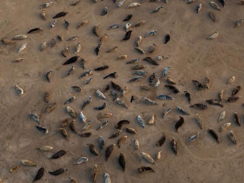 فوک های خاکستری در ساحل "لینکلن شایر" 