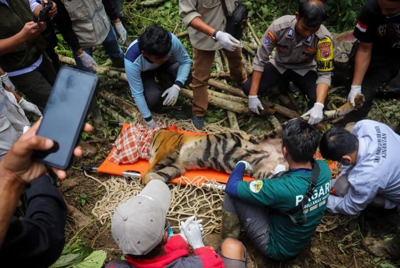 زنده گیری گونه در حال انقراض ببر سوماترایی