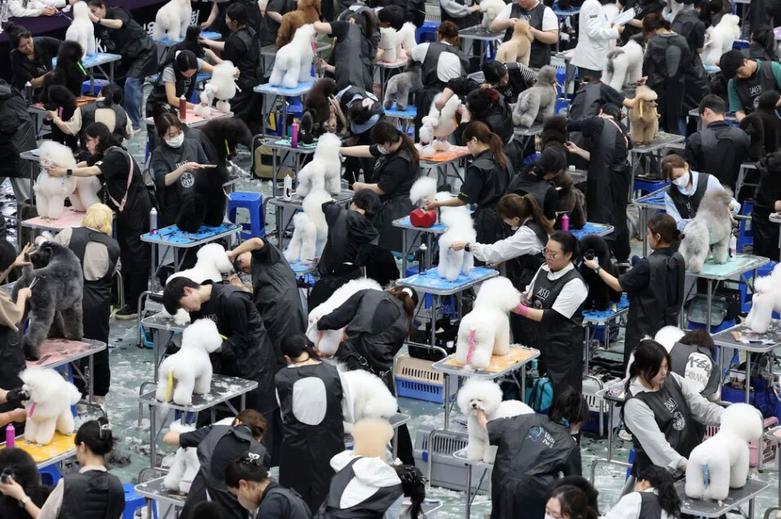 رقابت های سالانه سگ های خانگی