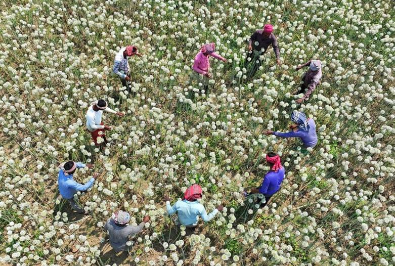دیدنی های امروز؛ از جشن "پوریم" تا حملات آمریکا به یمن کشاورزان در حال برداشت بذر پیاز