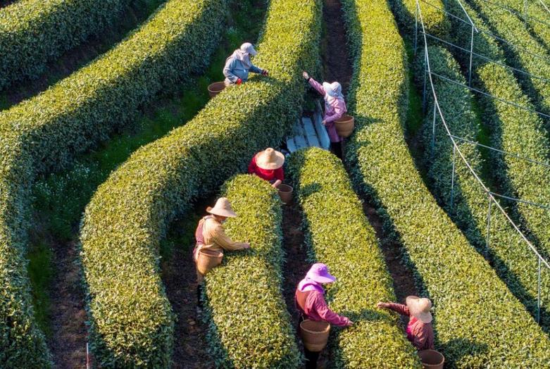 یک مزرعه کشت چای در هانگژو چین