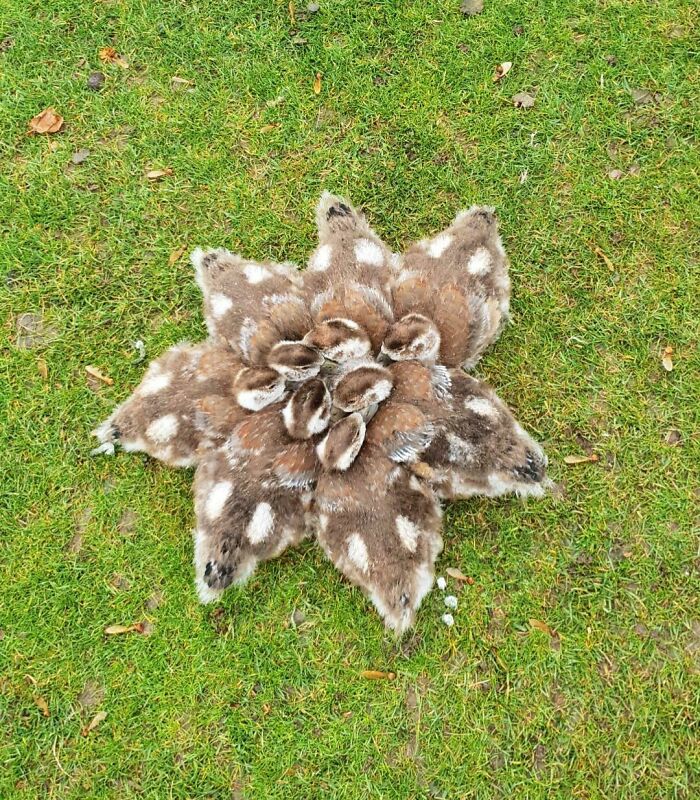 دیدنی های بامزه از حیوانات