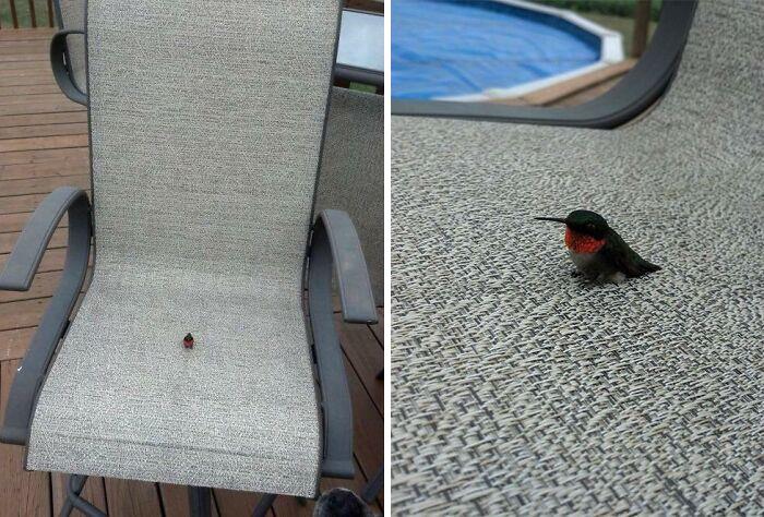 دیدنی های بامزه از حیوانات