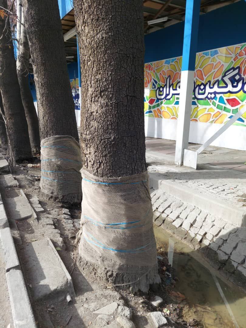 آسیب‌های وارده به درختان خیابان ولیعصر