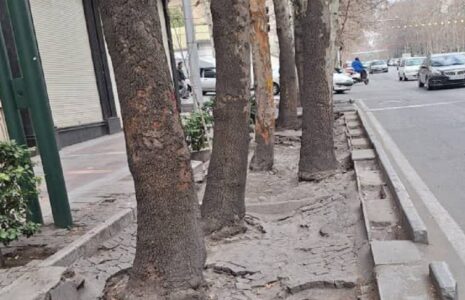آسیب‌های وارده به درختان خیابان ولیعصر/ تصاویر