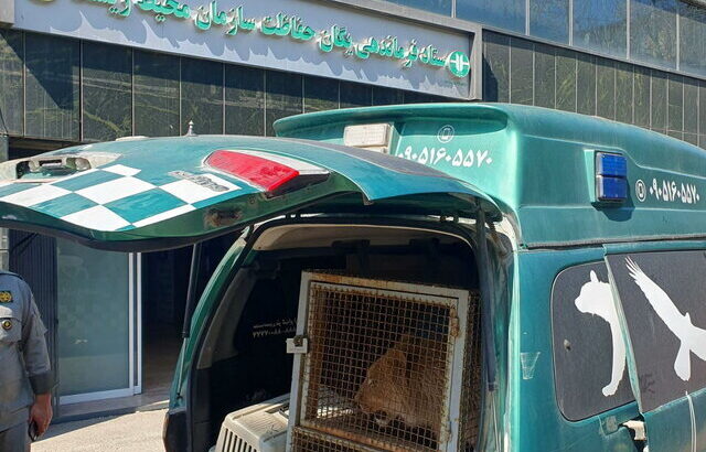 توله شیر