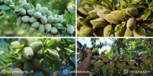 درآمد میلیاردی با کاشت نهال گردو وبادام دیرگل از مناطق سردسیر