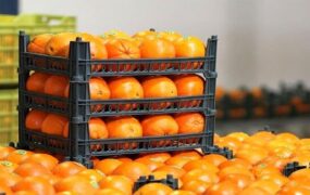قیمت میوه