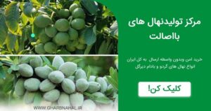 درآمد میلیاردی با کاشت نهال گردو وبادام دیرگل از مناطق سردسیر