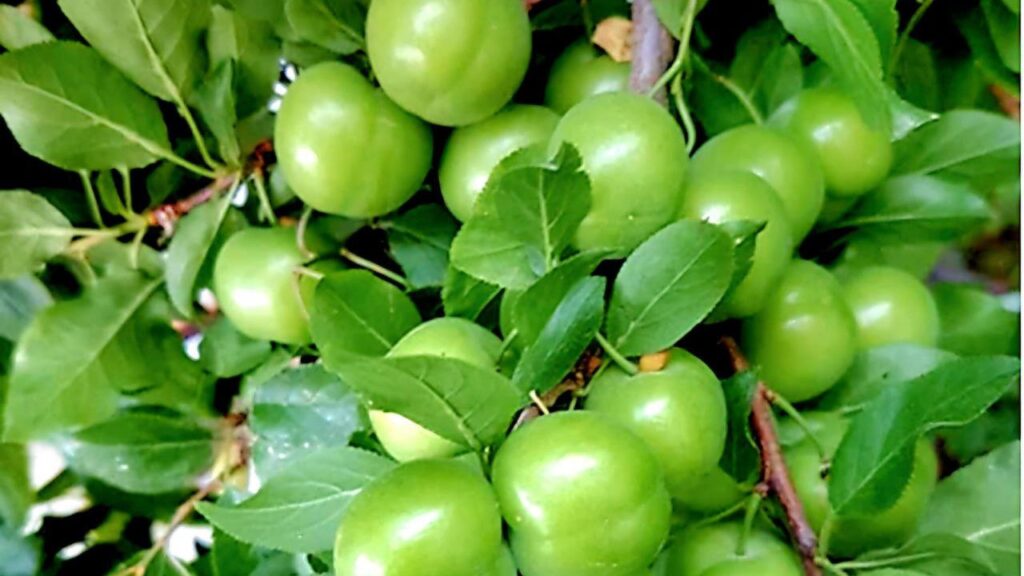 نهال گوجه سبز