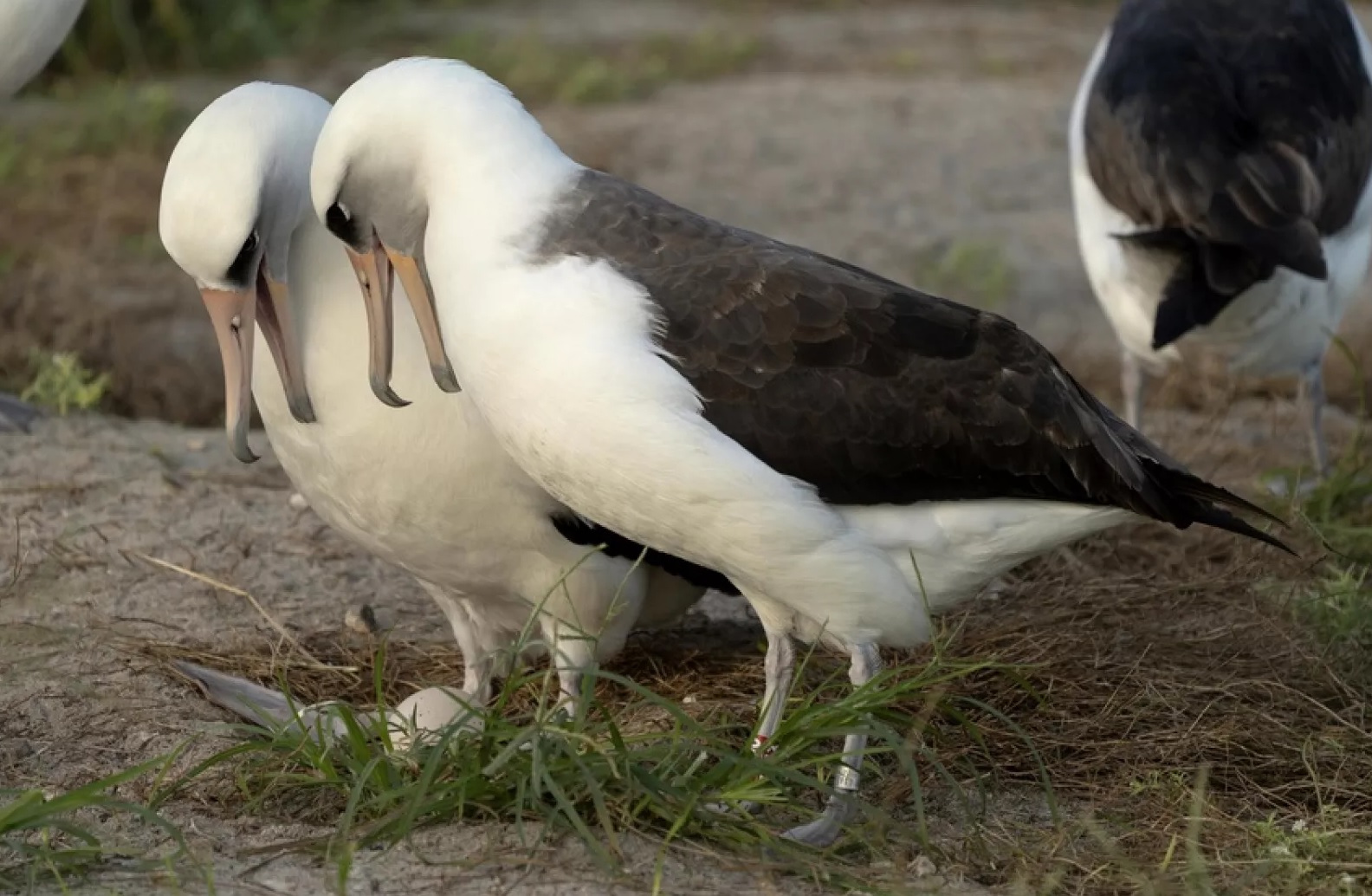 پیرترین پرنده وحشی جهان