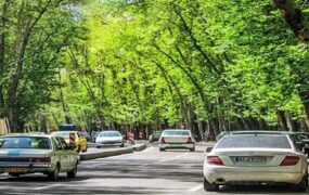 چنارهای ولیعصر در معرض خطر
