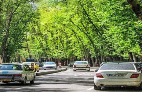 چنارهای ولیعصر در معرض خطر چنارهای ولیعصر در معرض خطر