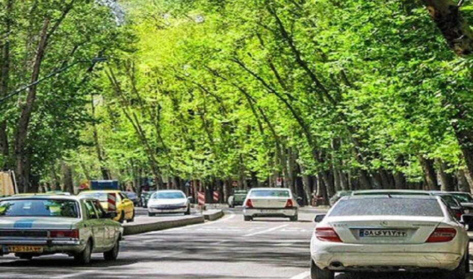 چنارهای ولیعصر در معرض خطر