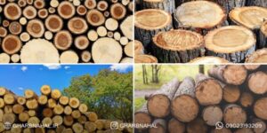 اگر قصد میلیاردر شدن را دارید صنوبر بکارید!؟