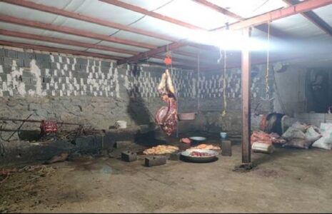 کشف بیش از ۱۱ تن گوشت اسب در سنندج کشف بیش از ۱۱ تن گوشت اسب در سنندج